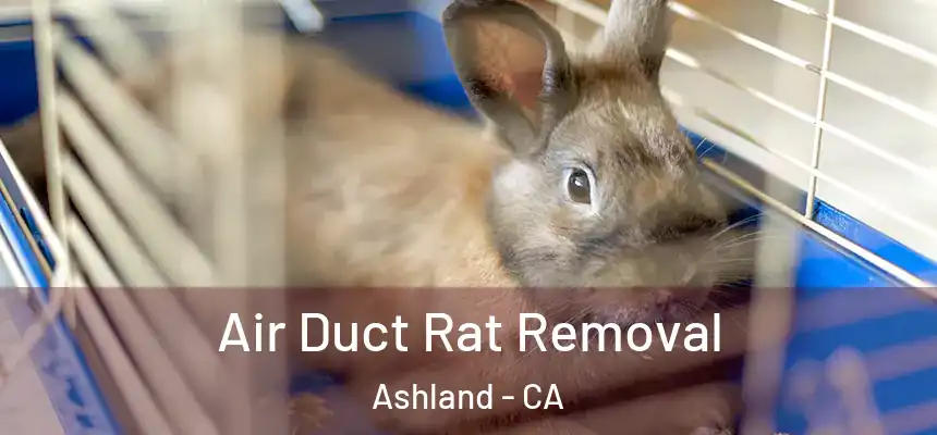 Air Duct Rat Removal Ashland - CA